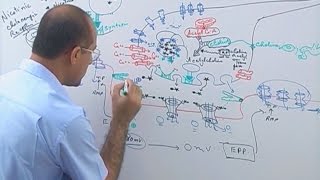 Neuromuscular Junction  Structure  Function amp Diseases🩺 [upl. by Nylarat367]