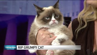 World famous Grumpy Cat dies at age 7 [upl. by Eelime]