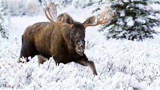 Las mejores fotos de las rocosas canadienses [upl. by Munn]