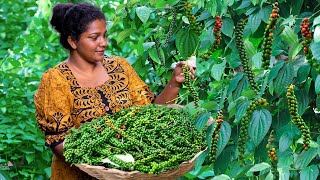 pepper harvest in my tropical backyardthey convert to black and make traditional sweets and curry [upl. by Ynaffyt]