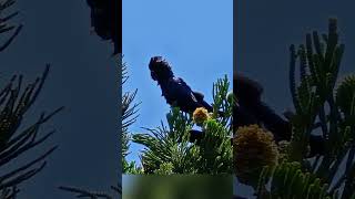 Black Cockatoos cockatoo birds nature love [upl. by Aicire2]