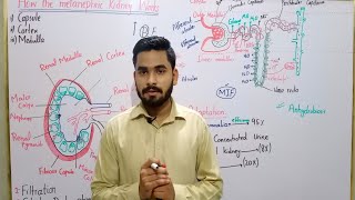 How The Metanephric Kidney Works In Urdu  Functioning Of Metanephric Kidney  BS Zoology  BSc MSc [upl. by Annaeerb]