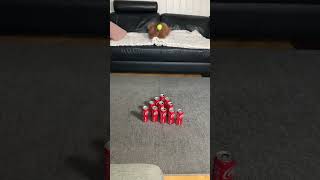 Dog vs Coke cans [upl. by Riedel649]