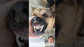 The dog is so ferociousgermanshepherd malinois pets dogtraining [upl. by Raynell877]