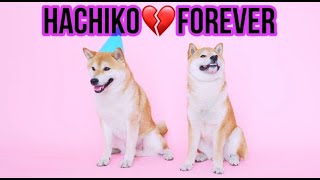 HachikoðŸ’”foreverðŸ˜­ [upl. by Murton]