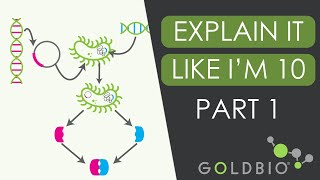 Finally Understand Alpha Complementation and BlueWhite Screening Part 1 [upl. by Ambrosio]