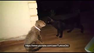 cub cheetah and a cat meet for the first time [upl. by Slade]