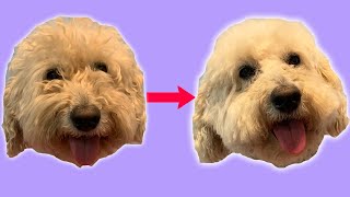 How To Trim Around Your Dogs Eyes At Home Tutorial [upl. by Castara598]