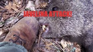 JAVELINA ATTACK [upl. by Hanas513]