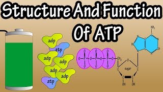 ATP  What Is Adenosine Triphosphate  What Is ATP  Function Of ATP  Structure Of ATP [upl. by Laurinda62]