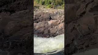 killarneyprovincialpark killarney recolletfalls river travel northernontario summervibes fyi [upl. by Cudlip118]