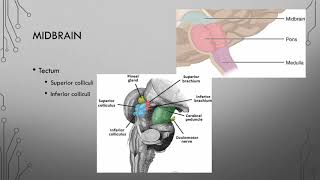 8 brainstem [upl. by Lledrac813]