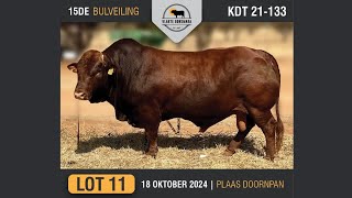 Lot 11  Vlakte Bonsmara Bulveiling  18 Okt 2024 [upl. by Animar814]