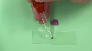 7 Red Onion Wet Mount Slide Preparation [upl. by Amargo]