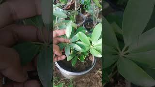 Schefflera Plant plants [upl. by Ahael]