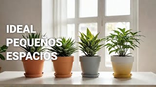 Plantar en macetas ¡Ideal para pequeños espacios [upl. by Philipa137]