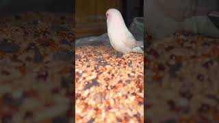 Bird seed newtrend trending viralvideo lovebird [upl. by Nosylla835]