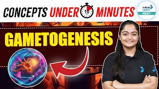 Understanding GAMETOGENESIS in Human Reproduction in 10 Minutes  NEET 2025  Class 12 Zoology [upl. by Nuahsad]