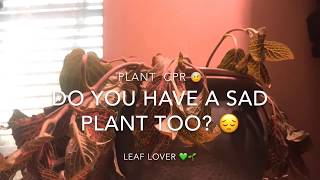 Plant CPR  Rescue your dying plant [upl. by Aihsek]