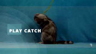 Pouncing Cats  Pounce amp Play Brand Video [upl. by Aneala]