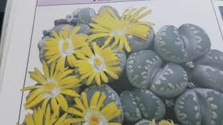 Lithops SeedЛитопсыКак я сею семена Зимовка годичных литопсов401 [upl. by Anivel]