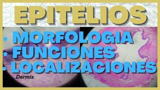 Identificar Epitelios en Histologia Morfologia Funciones y Localizacion [upl. by Yemac]