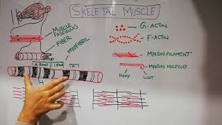 Guyton chapter 6  Skeletal muscles part one  Basic structure and function of muscle  Lecture 32 [upl. by Nomis529]