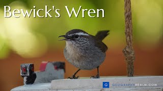 Bewicks wren guarding a nest [upl. by Marj]