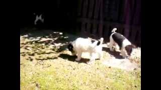 Wire Haired Fox Terrier puppies  7 weeks old [upl. by Aniv983]