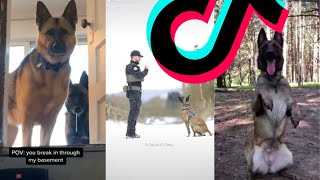 Most Dangerous Malinois TikTok Compilation  Dogs Of TikTok [upl. by Kristi]