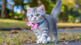 Soothing Music To Relax And Calm Cat💖 Anxiety Relief Restful Sleep  Relax Your Cat When Home Alone [upl. by Enelyk]