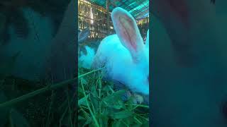 music rabbit Seasea Pinai [upl. by Mungovan]