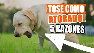 Mi PERRO TOSE como si TUVIERA algo ATORADO🐶 [upl. by Kahaleel]