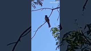 Hermoso Trogón Pecho Amarillo o Cabecinegro nature birds wildlife forest viralvideo shorts [upl. by Oguh622]