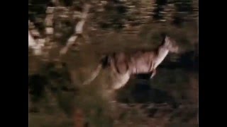 Skippy the Bush Kangaroo 1968  1970 Opening and Closing Theme With Snippet [upl. by Pettifer]