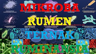 MIKROBA RUMEN TERNAK RUMINANSIA [upl. by Conan531]