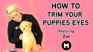 How to trim your puppies eyes [upl. by Nahgam]