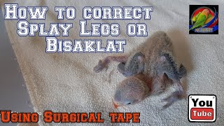 How to correct Splay Legs or Bisaklat [upl. by Aynuat629]