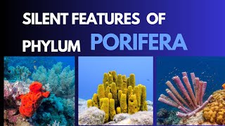 Porifera Characteristic features of the phylum porifera with examples zoology invertebrate [upl. by Deeanne]