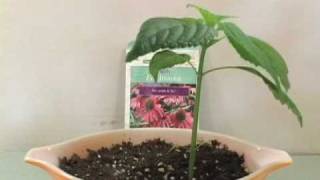 Plant Growing Time Lapse  Echinacea [upl. by Ludwog709]