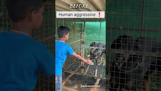 Aggressive Dog Training 🐕‍🦺 3 tears old dog dogtraining doglover viralshorts [upl. by Yentroc]