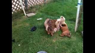 SoftCoated Wheaten Terrier Puppies [upl. by Brooke]