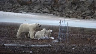 Polar bear family respects fence [upl. by Selwyn]