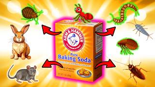 🛑 Baking Soda 🐜 My Ultimate GoTo Solution for Pest Control  Fleas Rats Ants Bedbugs Roaches [upl. by Ilrahc]