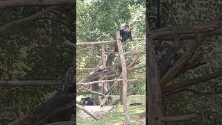 Liontailed macaque🐒 mysorezoo macaque monkey wildlife wildanimals zoo shortsvideo ytshorts [upl. by Hercule]