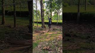 Coconut harvesting process [upl. by Ambrosine]