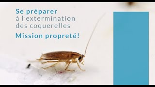 COQUERELLES Se préparer avant lextermination [upl. by Pufahl457]