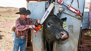 See how this cow machine works Incredible farm modern technology machines [upl. by Brenda106]