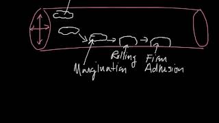 Margination Rolling Firm Adhesion Diapedesis Chemotaxis [upl. by Leirbma]