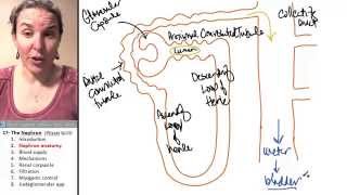 Nephron 2 Anatomy [upl. by Erkan]